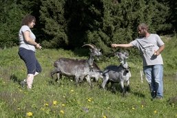 Familles du terroir (3/5): Une bergerie pour préserver des races helvétiques