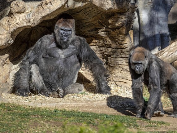 Les gorilles du zoo de San Diego auraient été contaminés par un employé ayant pourtant respecté les mesures de précautions. © KEYSTONE/EPA/Ken Bohn / HANDOUT