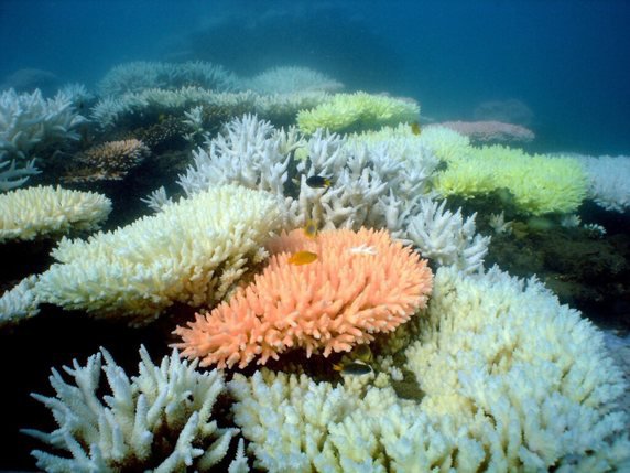 Le réchauffement des océans est le principal facteur à l'origine de la rupture de la relation symbiotique entre les algues et les coraux, mais le processus commence plus tôt qu'on ne le pensait (archives). © KEYSTONE/EPA/AIMS