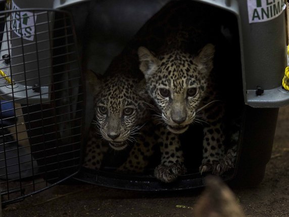 Les braconniers ont tué la mère pour capturer les deux jaguars, une femelle et un mâle de trois mois. © KEYSTONE/EPA/Jorge Torres