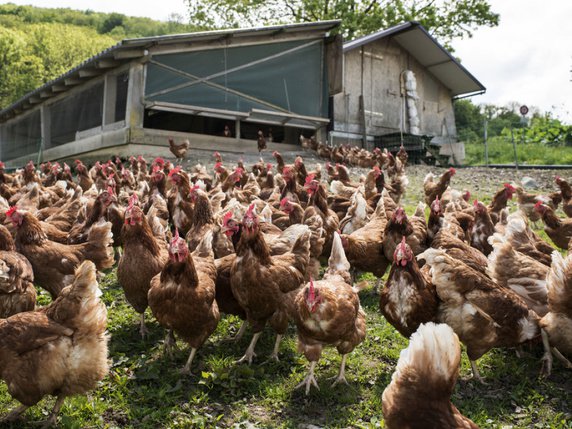 Les poules, en particulier les poules pondeuses, sont les seuls animaux de rente dont le nombre a augmenté en Suisse l'année dernière (image d'illustration). © Keystone/CHRISTIAN BEUTLER
