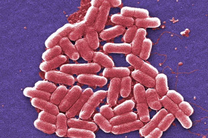Dans leur étude, les chercheurs de plusieurs pays européens ont analysé la réaction de bactéries E. coli face à différentes concentrations de trois antibiotiques couramment utilisés (image d'illustration). © KEYSTONE/AP Centers for Disease Control and Prevention/JANICE CARR