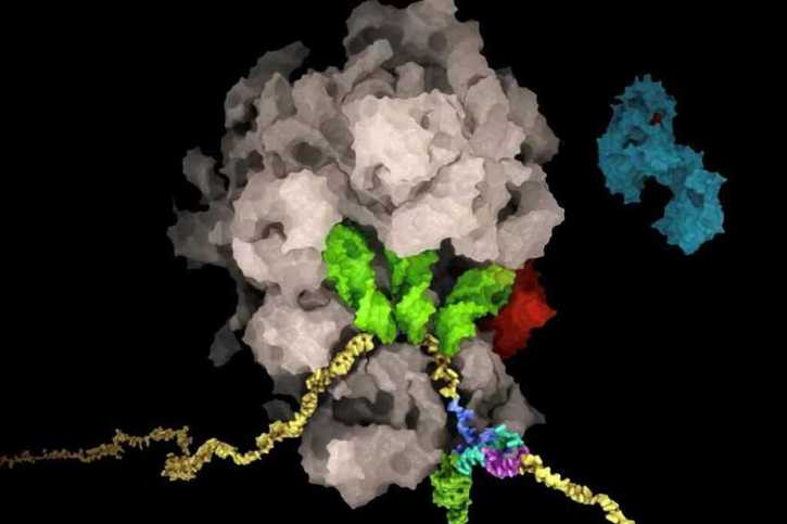 L'ARN (en jaune) du virus SRAS-CoV-2 forme une structure nodulaire (multicolore en bas à droite) qui entraîne un décalage du cadre de lecture (brun). © Said Sannuga, Cellscape.co.uk / ETH Zürich, The Ban Lab