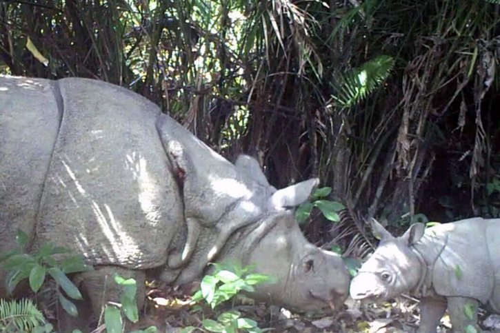 Le rhinocéros de Java a une corne et de larges plis de peau faisant penser à une armure (archives). © KEYSTONE/EPA Indonesian Environment Ministry