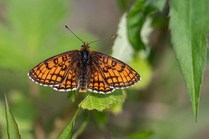 De nombreuses espèces de papillons suisses sont menacées, probablement en raison des apports d'azote dans leurs habitats. © Tobias Roth / Universität Basel
