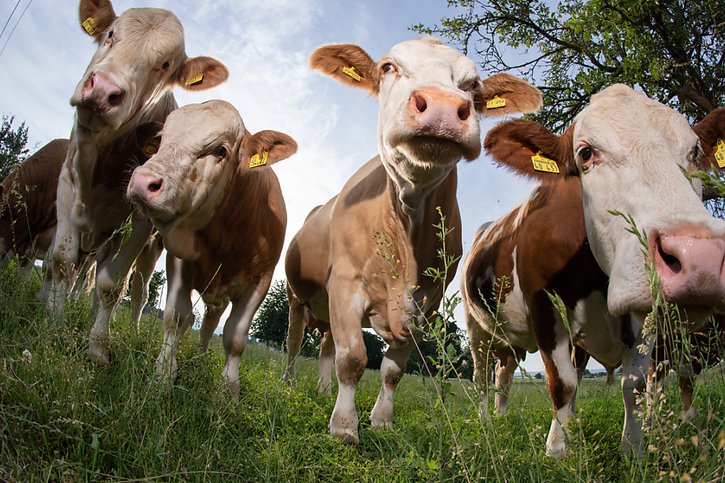 Selon le rapport, les émissions provenant de l'élevage, qui représentent environ la moitié des émissions d'origine agricole, n'ont pas baissé depuis 2010. La PAC ne prévoit pas de limitation du cheptel ni d'incitation à le réduire. © KEYSTONE/dpa/Boris Roessler