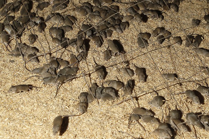 L'est de l'Australie est depuis quelques mois victime d'une invasion de souris qui s'attaquent aux habitations et dévorent les récoltes (archives). © KEYSTONE/AP/Rick Rycroft