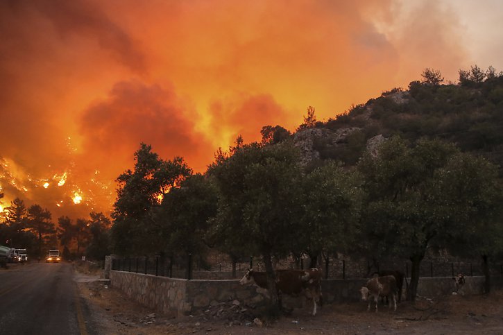Sur les 156 incendies qui se sont déclarés en une semaine dans l'ensemble du pays, neuf sont toujours actifs. © KEYSTONE/AP/Emre Tazegul