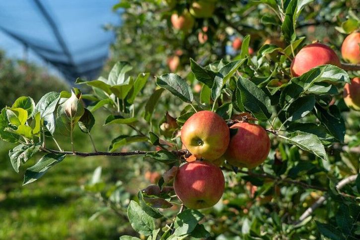 Les étudiantes et étudiants de Suisse recevront des pommes lundi pour la Journée de la pomme. © Keystone/Ruettimann
