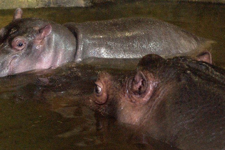 Des hippopotames atteints du Covid en Belgique: c'est une première pour cette espèce. Les deux animaux du zoo d'Anvers ont été placés en semi-confinement (Photo prétexte). © KEYSTONE/DOMINIK PLUESS