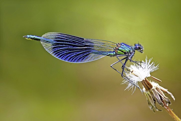 Un guide pour comprendre pourquoi les insectes sont l’avenir de la planète