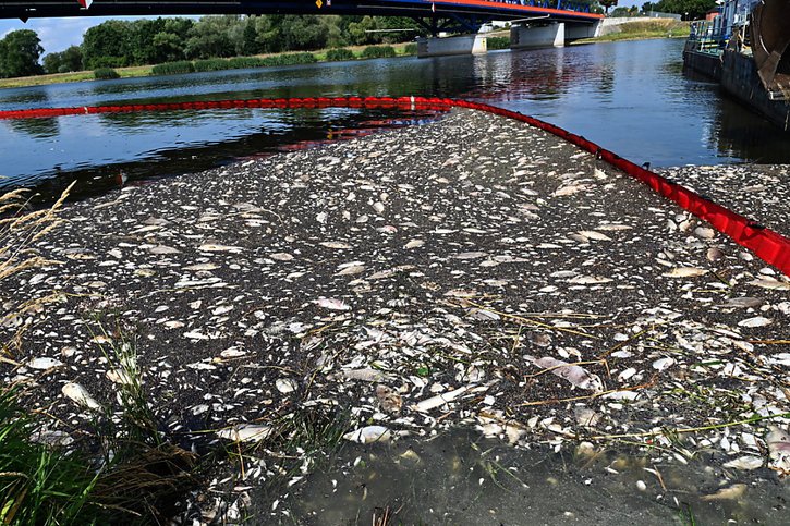 La cause de la mort des poissons est incertaine, mais les autorités soupçonnent des substances chimiques. © KEYSTONE/EPA/Marcin Bielecki
