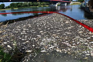 Pollution de l'Oder: 100 tonnes de poissons morts repêchés