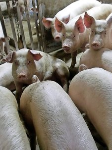 Élevage: la vie des porcs étalée sur vidéo