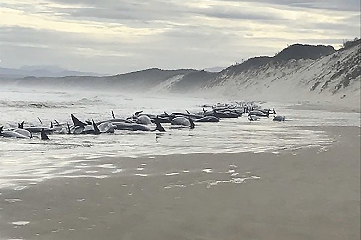 Le taux de mortalité élevé pour cet échouage de globicéphales est essentiellement dû aux conditions sur Ocean Beach, selon un sauveteur en Tasmanie. © KEYSTONE/AP/Linton Kringle