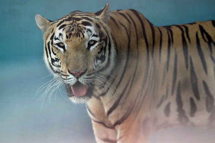 Un dresseur de tigres a été condamné pour maltraitance. © KEYSTONE/EPA EFE/ERNESTO MASTRASCUSA