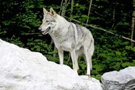 Conseils en cas de rencontre avec un loup