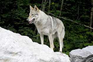 Un nouveau loup a attaqué dans la Broye