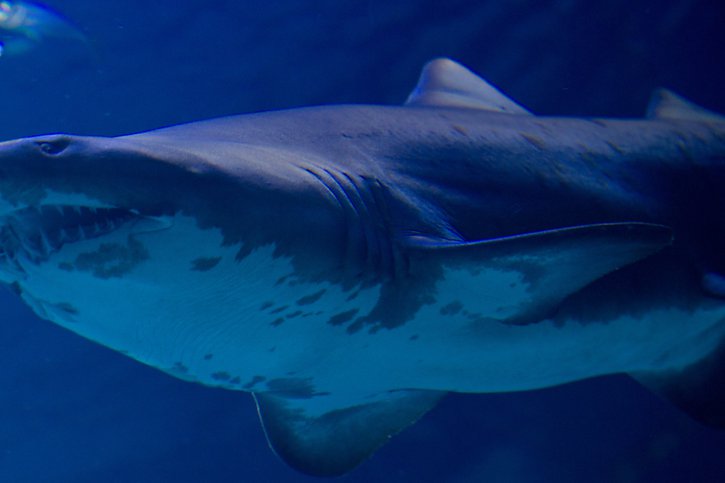 Les requins ne font pas de cadeau aux plongeurs dans l'archipel français du Pacifique sud. © KEYSTONE/DPA-Zentralbild/STEFAN SAUER