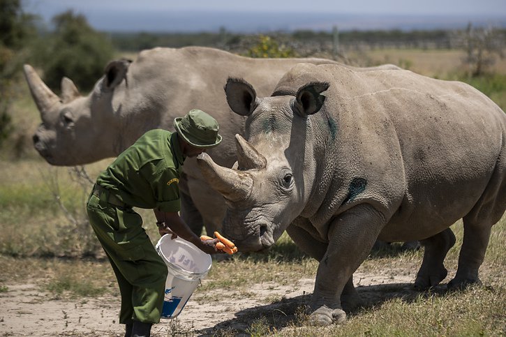 Les 16 spécimens acheminés en RDC sont de la sous-espèce des rhinocéros blancs du Sud, alors que ceux qui peuplaient la Garamba étaient des rhinocéros blancs du Nord. Ici, les 2 dernières femelles de rhinocéros blanc du Nord en 2019. La sous-espèce est aujourd'hui éteinte. © KEYSTONE/AP/BEN CURTIS