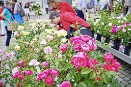 Estavayer transformé en jardin à l'occasion du Festival des roses