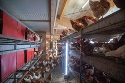 Grippe aviaire sur le lac de Morat: Vaud prend des mesures, pas Fribourg