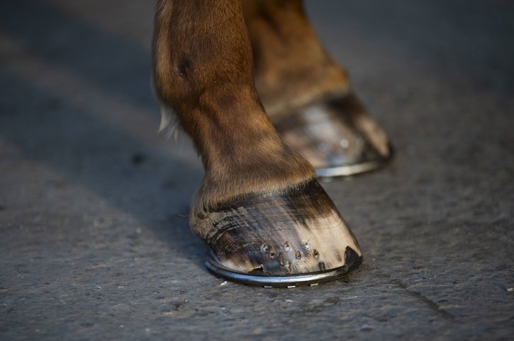 Un éleveur de chevaux fribourgeois condamné pour homicide par négligence après un accident