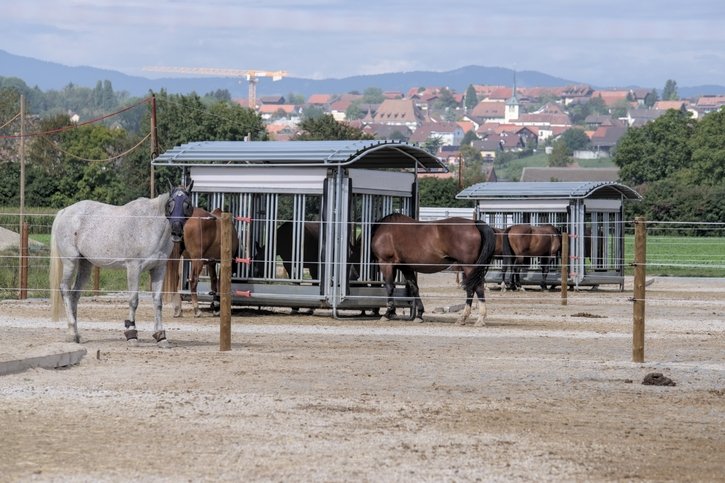 Agroscope mène des recherches sur les chevaux à Saint-Aubin