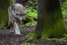 Le canton de Fribourg autorise le tir d'un loup