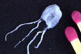 Des méduses de 1 cm et dénuées de cerveau mais capables d'apprendre