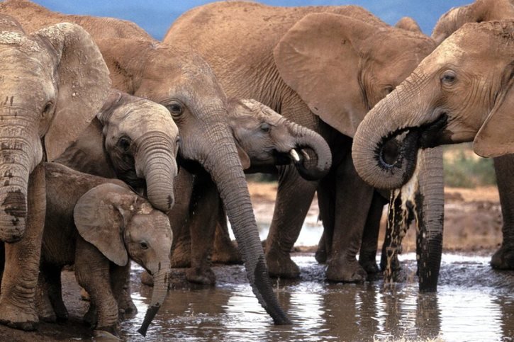 Le Botswana abrite la plus importante population d'éléphants au monde, soit environ 130'000 pachydermes (archives). © KEYSTONE/EPA/JON HRUSA