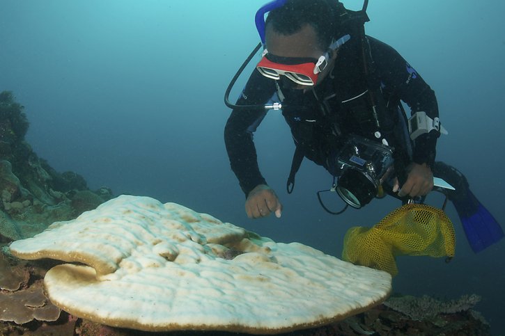 Le monde connaît actuellement un épisode massif de blanchissement des coraux, le 4e du genre depuis 1985 (archives). © KEYSTONE/AP ELLEK