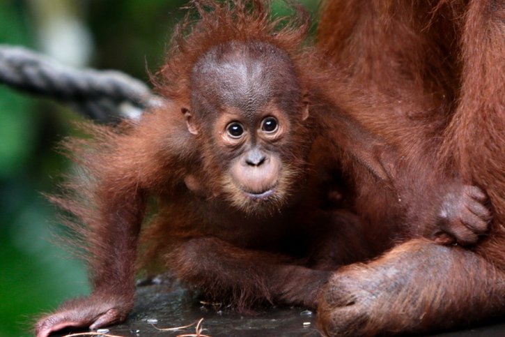 En offrant des orangs-outangs aux nations faisant commerce de l'huile de palme, la Malaisie entend montrer qu'"elle est toujours engagée dans la préservation de la biodiversité" (archives). © KEYSTONE/EPA/ADI WEDA