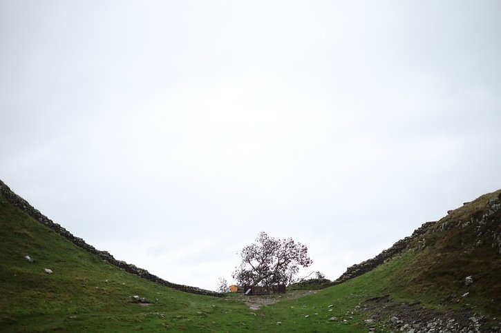 C'est ainsi que le célèbre arbre a été retrouvé: le tronc coupé. (archives) © KEYSTONE/EPA/ADAM VAUGHAN