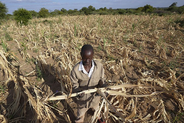 La sécheresse a détruit 70% des récoltes en Zambie et 80% au Zimbabwe (photo), réduisant considérablement l'offre et faisant grimper les prix des denrées alimentaires. © KEYSTONE/AP/TSVANGIRAYI MUKWAZHI