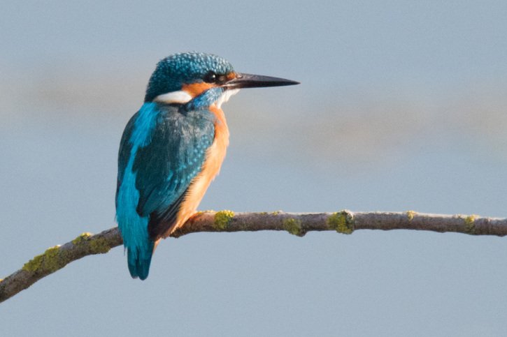 Broye: Population record chez les martins-pêcheurs de la Grande Cariçaie